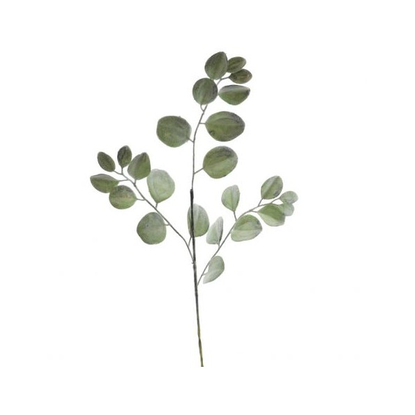 PILEA ESCARCHA