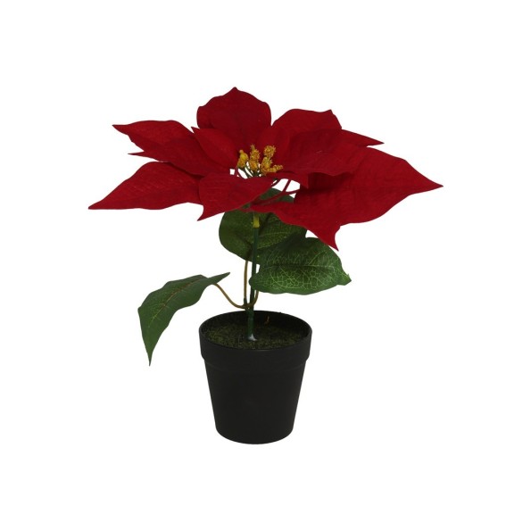 MACETA POINSETTIA BURDEOS 22X25CM