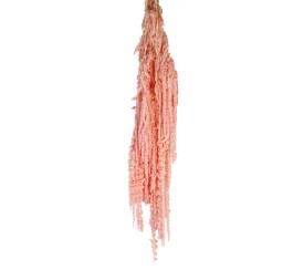 AMARANTHUS CAUDATUS PRESS. 50/80 cms. ROSA (40)