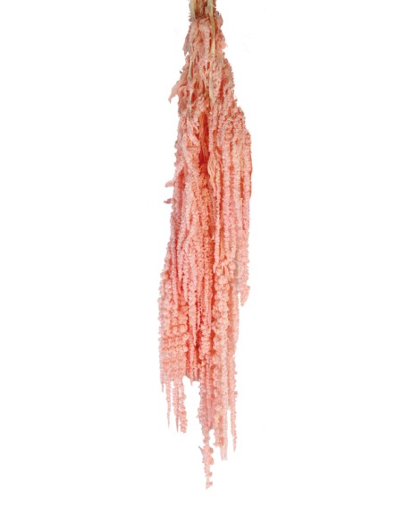 AMARANTHUS CAUDATUS PRESS. 50/80 cms. ROSA (40)