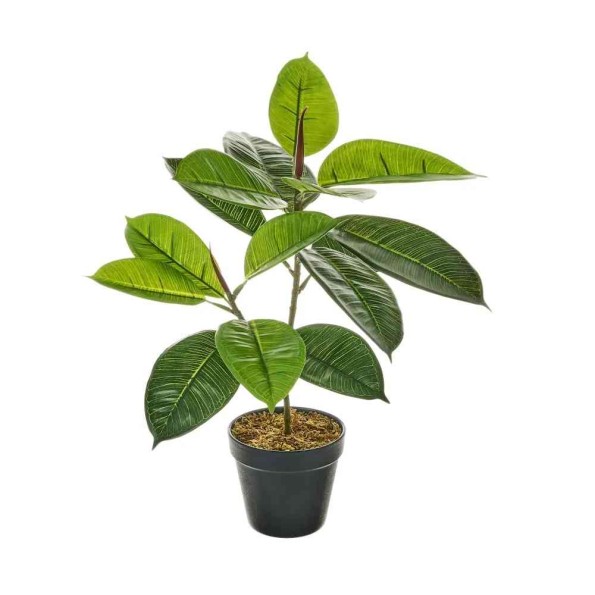 PLANTA FICUS PE 30 X 30 X 50 CM