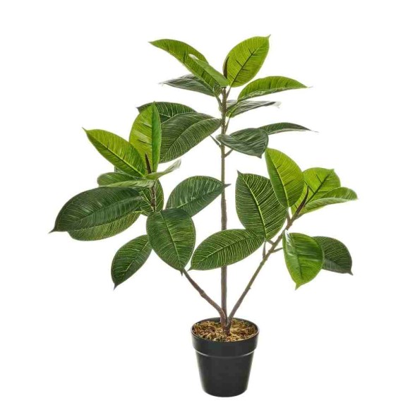 PLANTA FICUS PE 40 X 40 X 75 CM