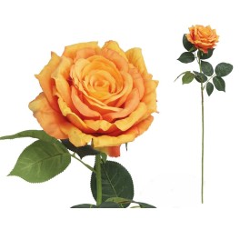 VARA ROSA QUEEN-78 CM (SALMO