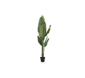 PLANTA PE 60X60X180 ARBOL DEL VIAJERO VERDE