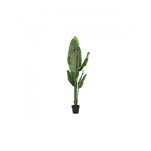 PLANTA PE 60X60X180 ARBOL DEL VIAJERO VERDE