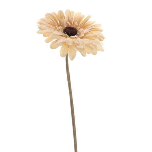 GERBERA (6844-31)