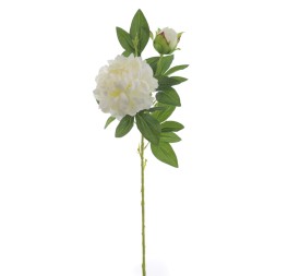 PEONIA X 2 (4397-01)