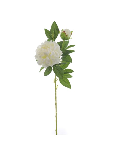 PEONIA X 2 (4397-01)