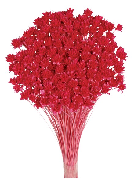 HILL FLOWER 45 cms. ROSA (45)