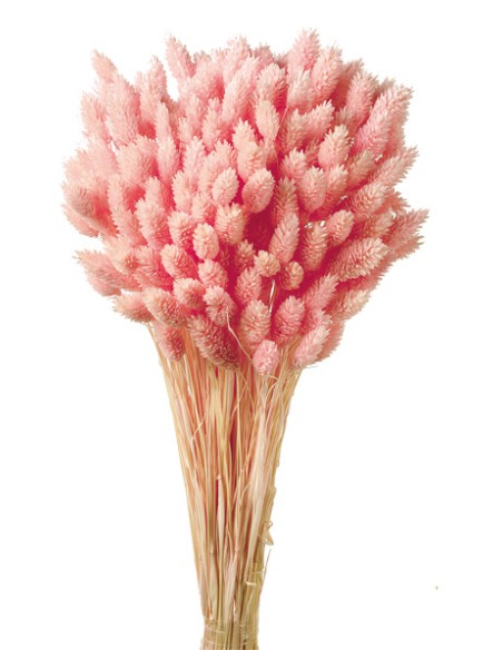 PHALARIS 80 cms. ROSA (40)