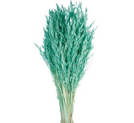 AVENA SATIVA 80 cms. AZUL (75)