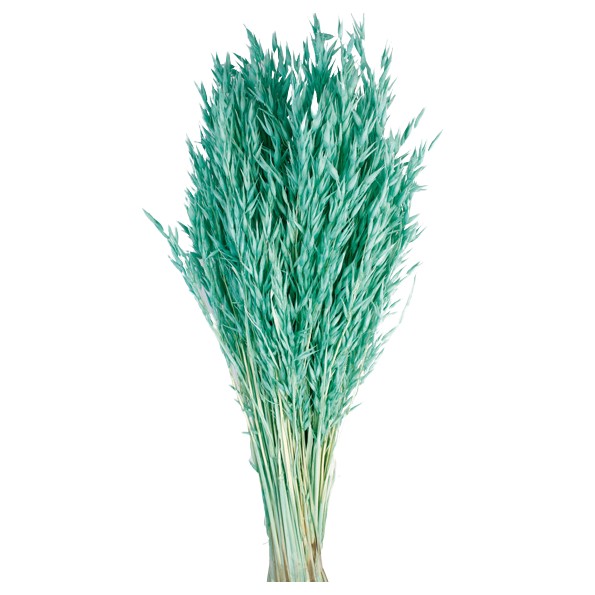 AVENA SATIVA 80 cms. AZUL (75)