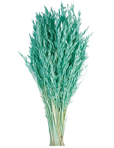 AVENA SATIVA 80 cms. AZUL (75)