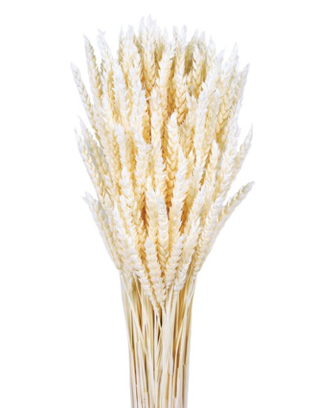 TRIGO FLO 80 cms. BLANCO (00)