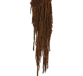 AMARANTHUS CAUDATUS PRESS. 50/80 cms. MARRON (37)