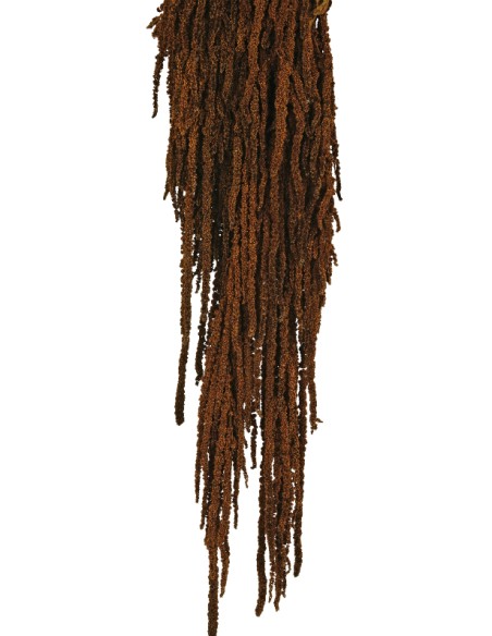 AMARANTHUS CAUDATUS PRESS. 50/80 cms. MARRON (37)