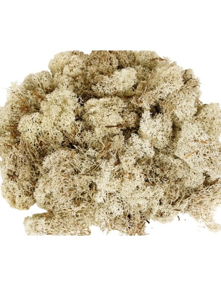 MUSGO FINLANDES PRES.500 grs. CREMA (01)