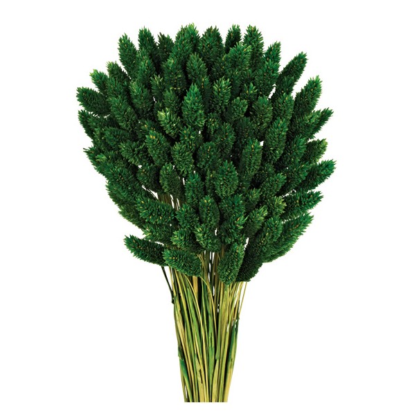 PHALARIS 80 cms. VERDE (67)