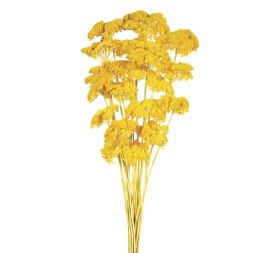 ACHILLEA FILIPENDULINA 70 cms. AMARILLO (16)