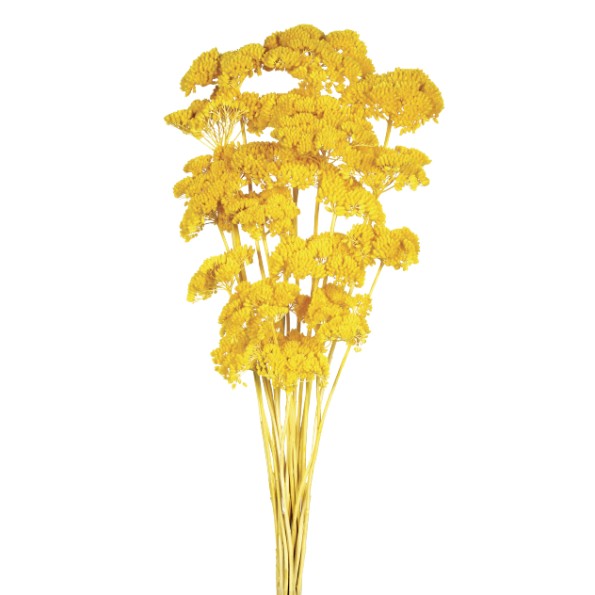 ACHILLEA FILIPENDULINA 70 cms. AMARILLO (16)