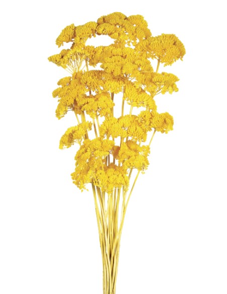 ACHILLEA FILIPENDULINA 70 cms. AMARILLO (16)