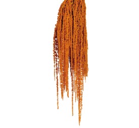 AMARANTHUS CAUDATUS PRESS. 50/80 cms. NARANJA (22)