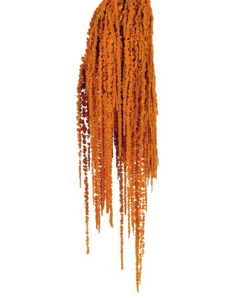 AMARANTHUS CAUDATUS PRESS. 50/80 cms. NARANJA (22)