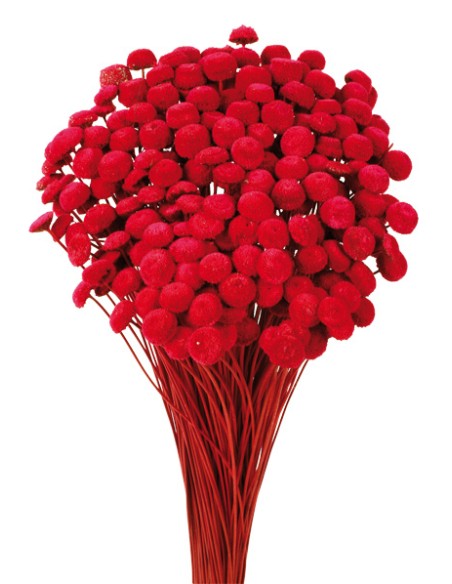 BOTAO 45 cms. ROSA (48)