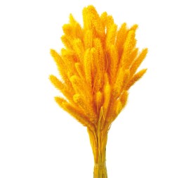 SETARIA 75 cms. AMARILLO (12)