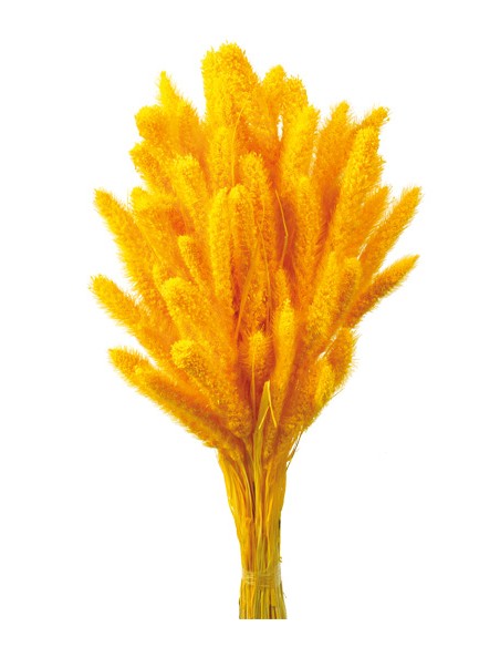 SETARIA 75 cms. AMARILLO (12)