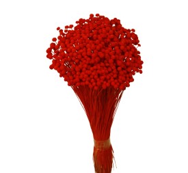 BOTON MINI 50 cms. ROJO (54)