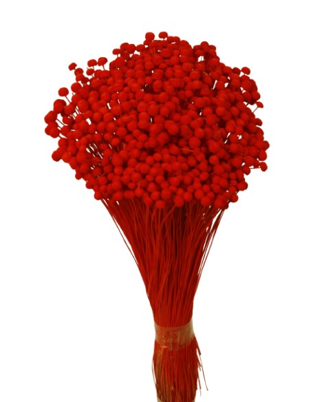 BOTON MINI 50 cms. ROJO (54)
