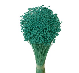 BOTON MINI 50 cms. AZUL (75)