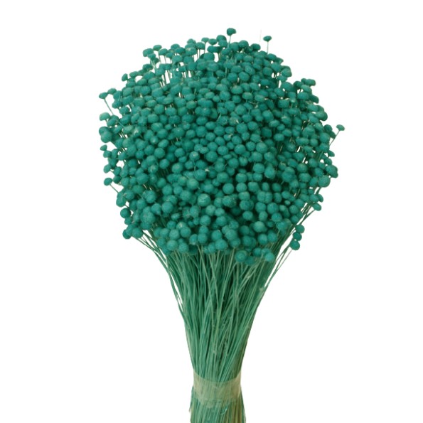 BOTON MINI 50 cms. AZUL (75)