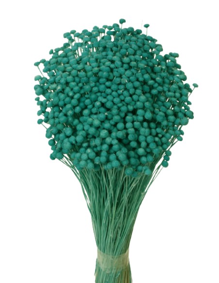 BOTON MINI 50 cms. AZUL (75)