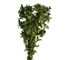 CARTAMO PRESS 60/70 cms. VERDE (67)