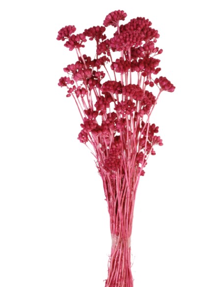 LONAS PRESS 50 cms. ROSA (42)