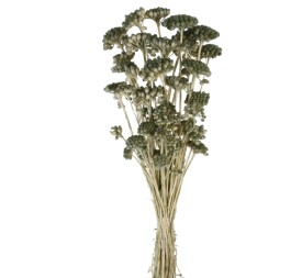 LONAS PRESS 50 cms. VERDE GRISACEO (91)