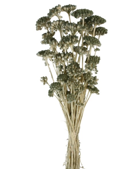 LONAS PRESS 50 cms. VERDE GRISACEO (91)