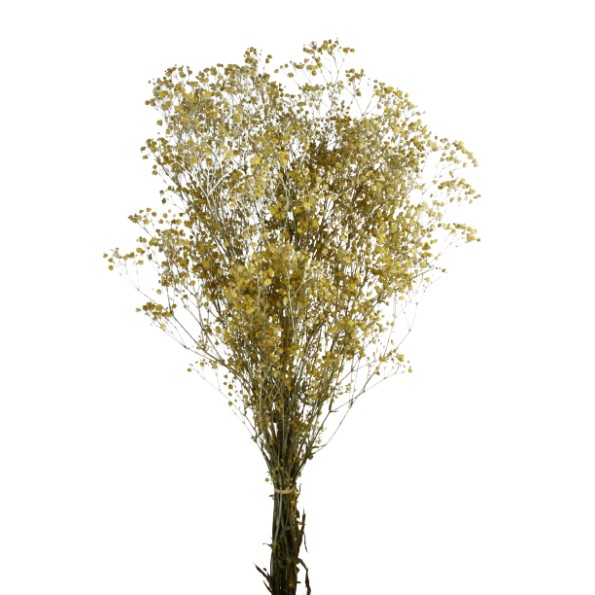  PANICULATA PRESS 60 cms. AMARILLO (D16)