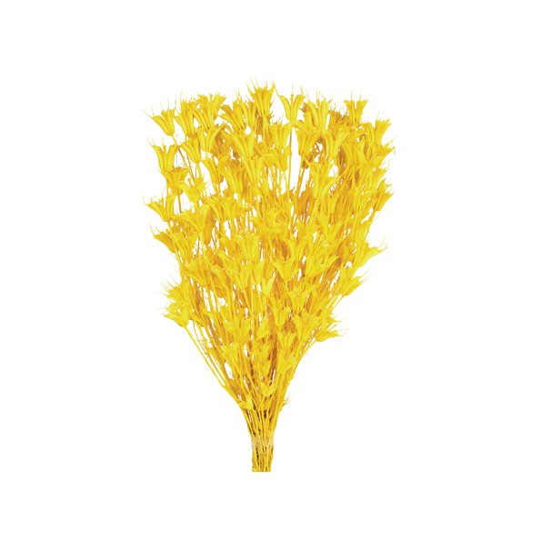 NIGELLA ORIENTALIS 50 cms. AMARILLO (12)