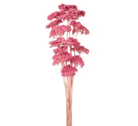 ACHILLEA FILIPENDULINA 70 cms. ROSA (42)