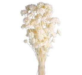 LONAS PRESS 50 cms. BLANCO (00)