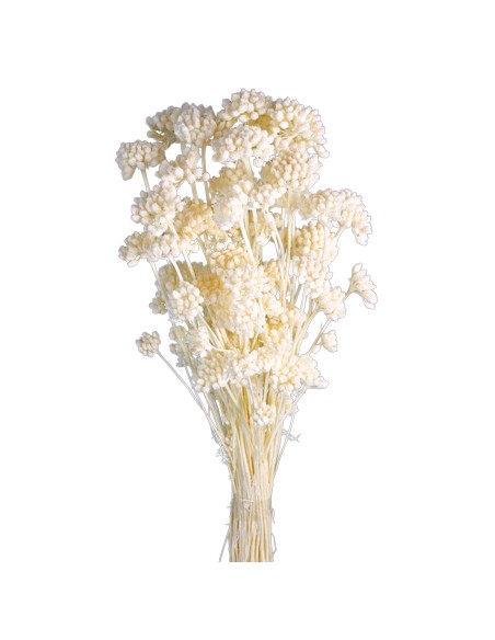 LONAS PRESS 50 cms. BLANCO (00)