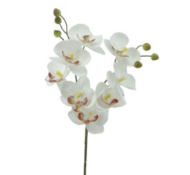 PHALENOPSIS  X  2   2603-01