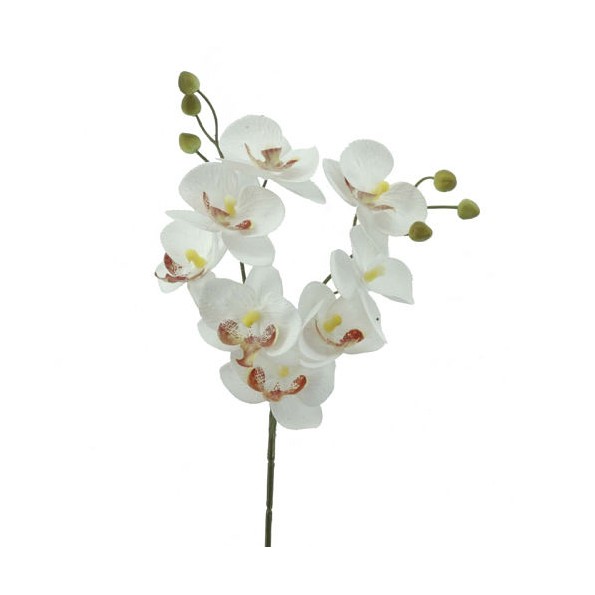 PHALENOPSIS  X  2   2603-01