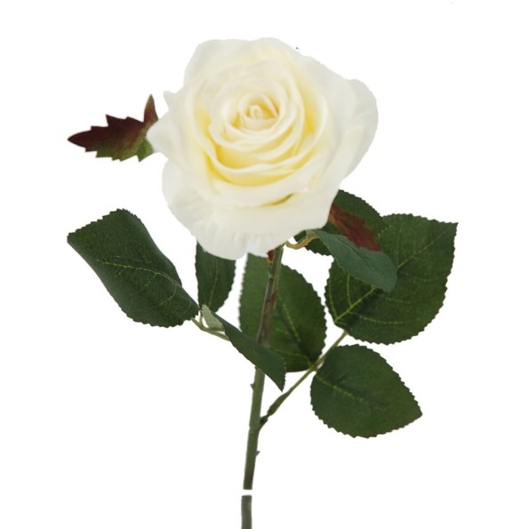 ROSA X1 CREMA 65cm(8cm) (G643/1)