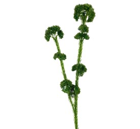 R.SEDUM PLAST.X2 VERDE 57cm(30