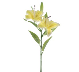 LILIUM X 2 (T.N.) (3073-02)