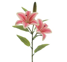LILIUM X 2 (T.N.) (3073-07)